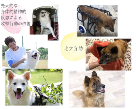 トレーニングシェルターとは